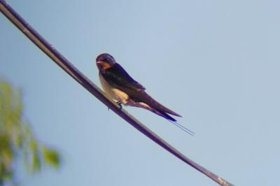 Hirondelle rustique