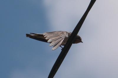 Hirondelle rustique