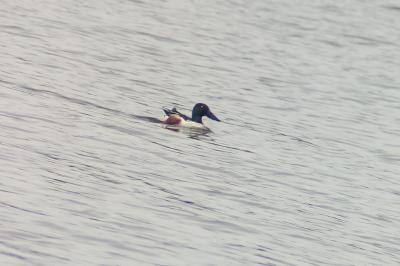Canard souchet