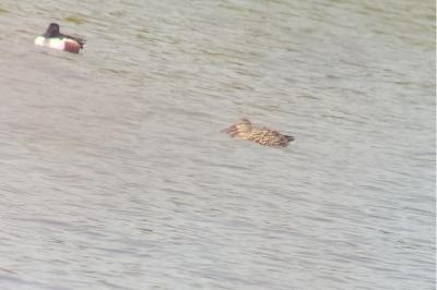 Canard souchet