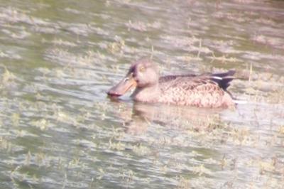 Canard souchet