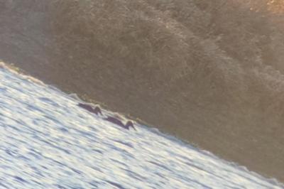 Canard souchet