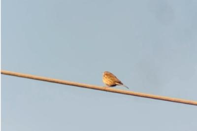 Pipit farlouse