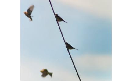 Pipit farlouse