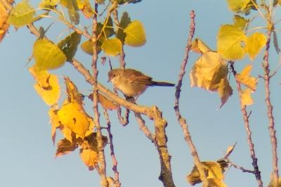 Fauvette grisette