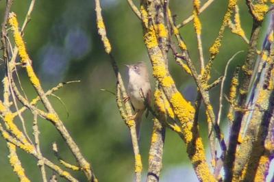 Fauvette grisette