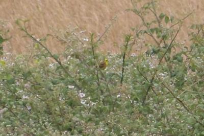 Bruant jaune