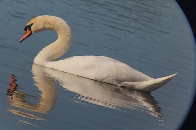 Cygne tuberculé