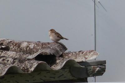 Moineau domestique