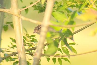Moineau domestique