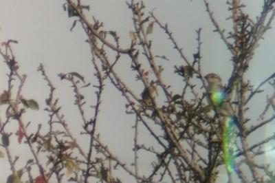 Moineau domestique
