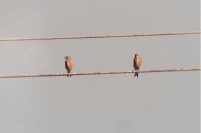 Linotte mélodieuse