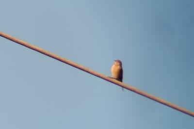 Linotte mélodieuse