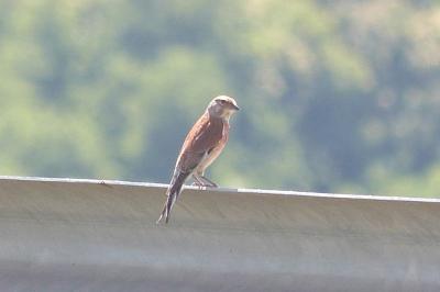 Linotte mélodieuse