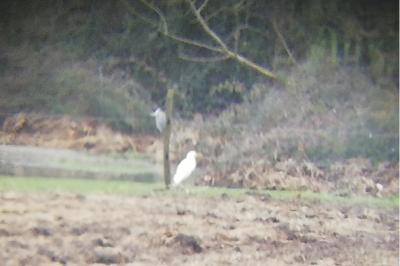 Grande Aigrette