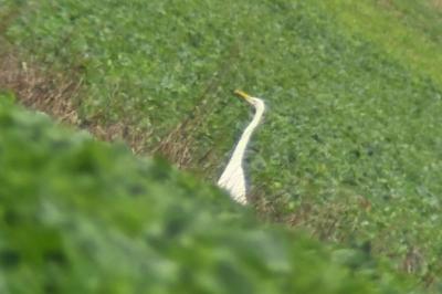 Grande Aigrette