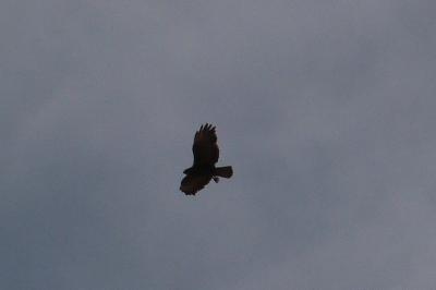 Buse variable