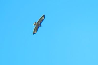 Buse variable