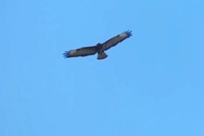 Buse variable