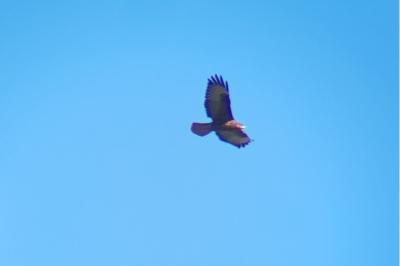 Buse variable