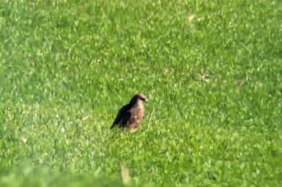 Buse variable