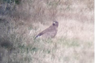 Buse variable