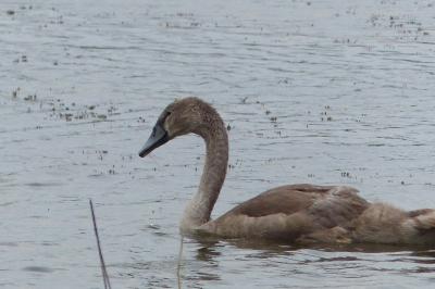 Cygne tuberculé