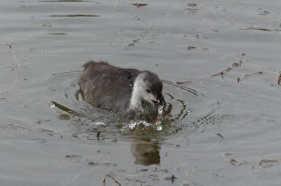 Fulica atra