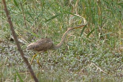 Ardea purpurea