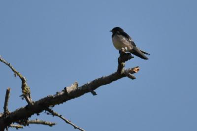 Hirondelle rustique
