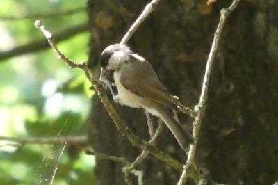 Mésange nonnette