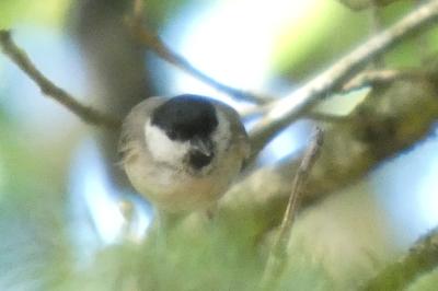 Poecile palustris