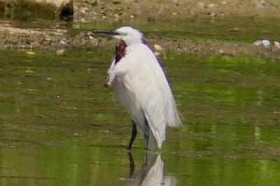 Aigrette garzette