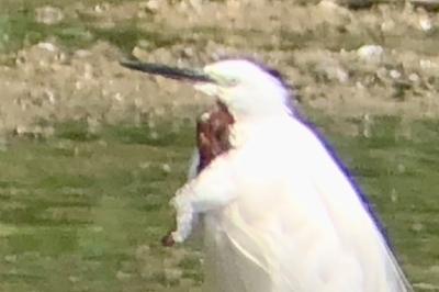 Aigrette garzette