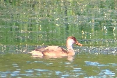 Nette rousse