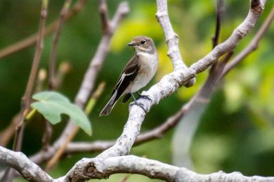 Ficedula hypoleuca