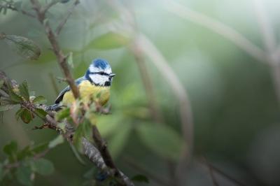 Mésange bleue