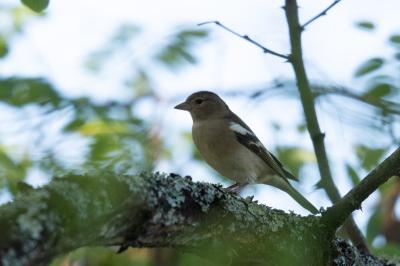 Pinson des arbres