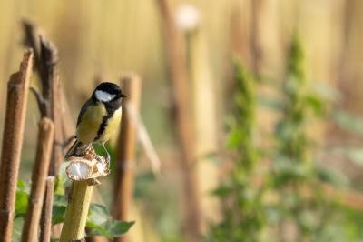 Mésange charbonnière