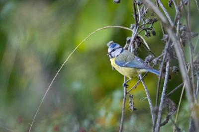 Mésange bleue