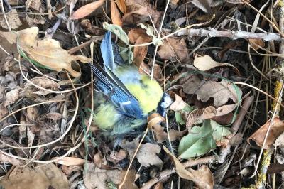 Mésange bleue