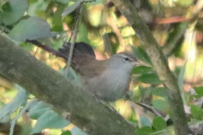 Bouscarle de Cetti