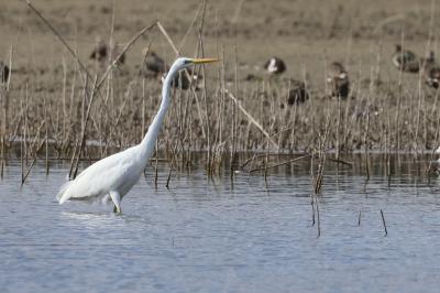 Grande Aigrette