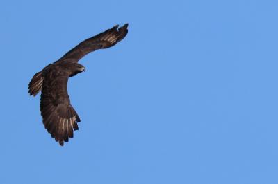 Buse variable