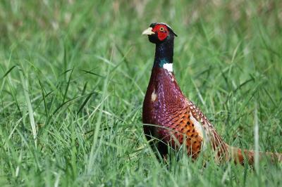 Phasianus colchicus