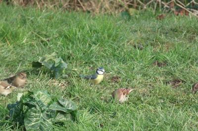 Mésange bleue