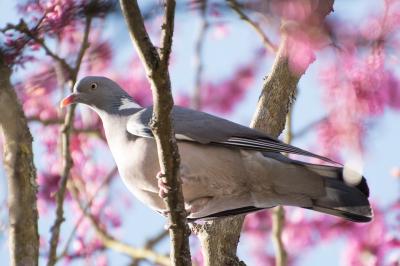 Columba palumbus