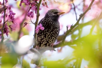 Étourneau sansonnet