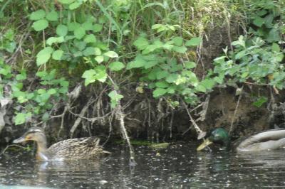 Canard colvert