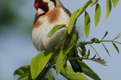 Chardonneret élégant
